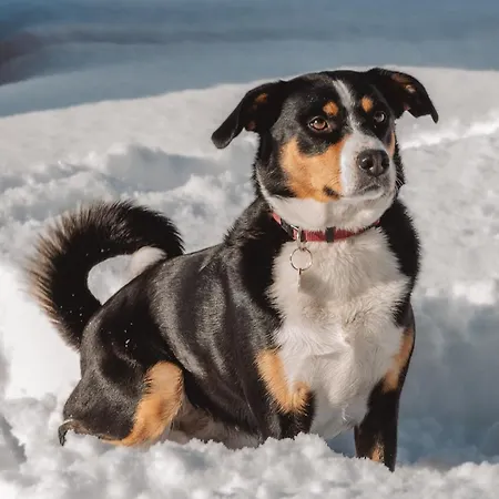 Hinterkerschbaum * Kleinsonnberg