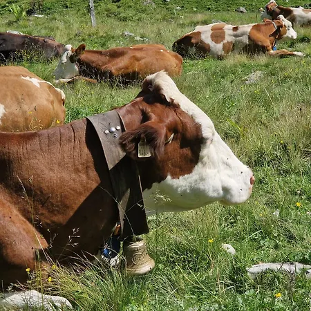 Hinterkerschbaum Daire Kleinsonnberg