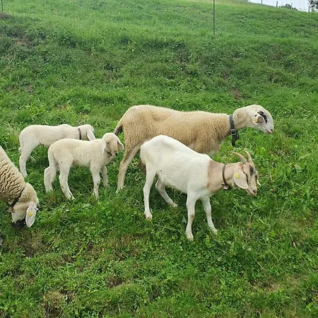 شقة Hinterkerschbaum