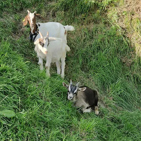 Hinterkerschbaum Daire *