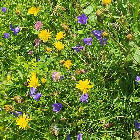 Hinterkerschbaum Daire *