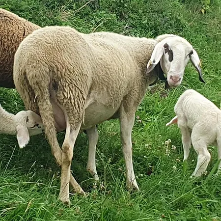 Hinterkerschbaum شقة *