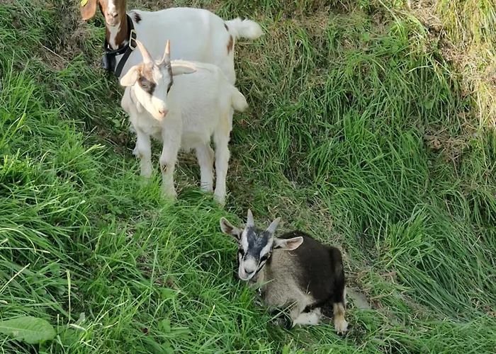 Hinterkerschbaum Appartement *