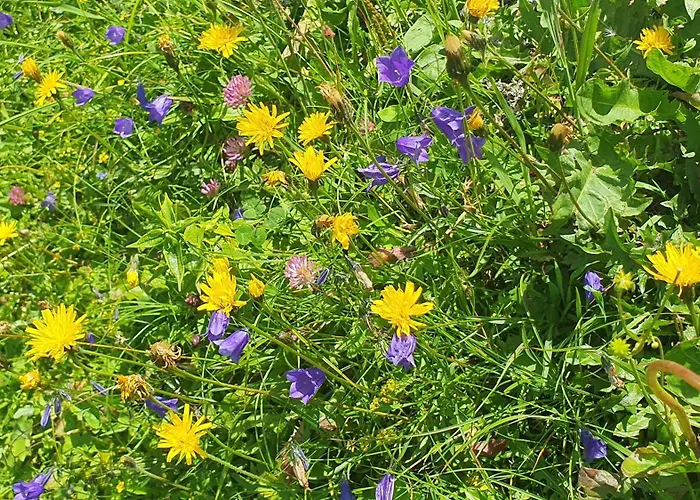 Hinterkerschbaum Appartement *