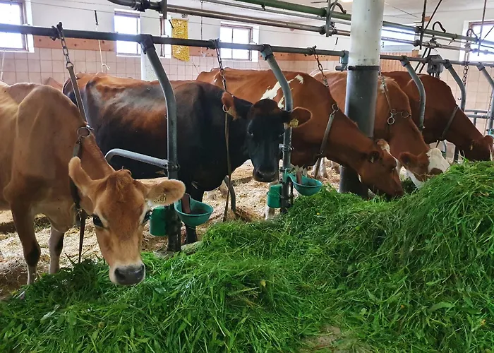 Appartement Hinterkerschbaum Kleinsonnberg