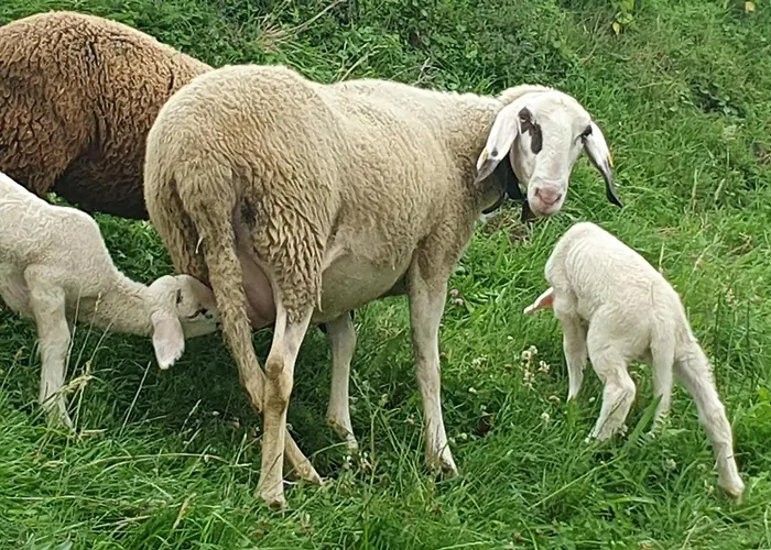 Hinterkerschbaum Appartement *